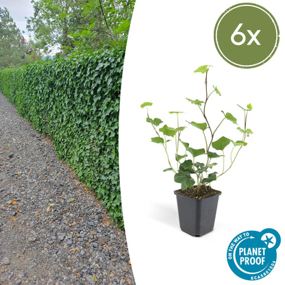 Buitenplant 6x Hedera Hibernica - Klimplant - Pot Ø 9cm Hoogte ↕ 10-25cm