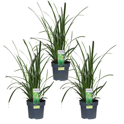 Buitenplant 3x Carex morrowii 'Irish Green' - Winterhard - Pot Ø 14cm Hoogte ↕ 30cm
