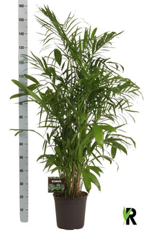 XL kamerplant - Chamaedorea Seifrizii - Pot Ø 27cm Hoogte ↕ 160cm