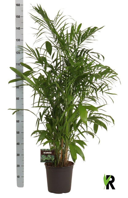 XL kamerplant - Chamaedorea Seifrizii - Pot Ø 27cm Hoogte ↕ 160cm