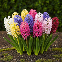 Bloembollen - Hyacint mix - Diverse kleuren - 10 stuks - Bolmaat 14/15