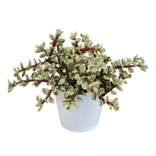 Kamerplant - Portulacaria afra Variegata - in witte pot - Pot Ø 10,5cm
