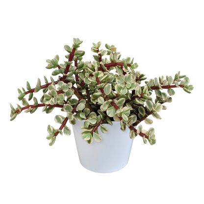 Kamerplant - Portulacaria afra Variegata - in witte pot - Pot Ø 10,5cm