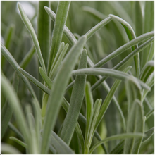 Buitenplant 24x Lavandula angustifolia - Bloeiend - Pot Ø 7cm Hoogte ↕ 15cm