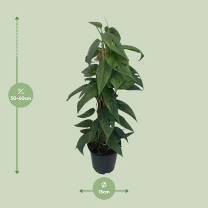 Kamerplant - Epipremnum Cebu Blue - Mosstok - Pot Ø 15cm Hoogte ↕ 60cm