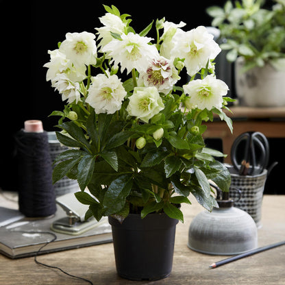 Buitenplant - Helleborus orientalis Double Ellen White - Groenblijvend - Pot Ø 14cm Hoogte ↕ 35cm