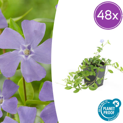 Buitenplant 48x Vinca minor 'La Grave' - Winterhard - Pot Ø 9cm Hoogte ↕ 10-25cm