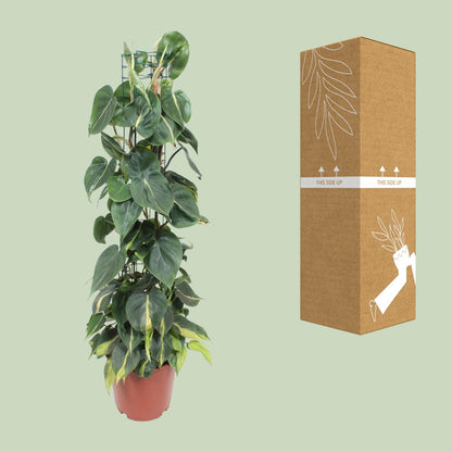 Kamerplant - Philodendron Scandens Brasil - Pot Ø 24cm Hoogte ↕ 120cm