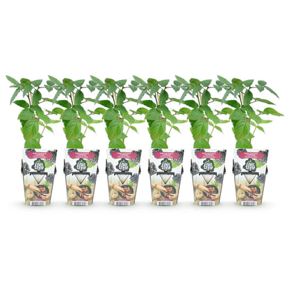 Buitenplant 6x Rubus Thornfree - Doornloze Braam, Winterhard - Pot Ø 9cm