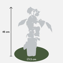 Buitenplant 3x Rubus idaeus Twotimer 'Sugana Red' - Bloeiend - Pot Ø 13cm Hoogte ↕ 45cm