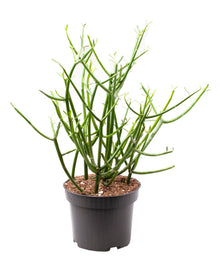 Kamerplant - Euphorbia Tirucalli (Potloodplant) - Pot Ø 12cm Hoogte ↕ 30cm