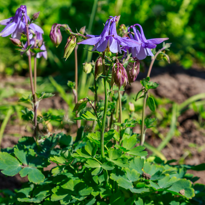 Buitenplant 60x Aquilegia vulgaris - Bloeiend - Pot Ø 9cm Hoogte ↕ 10-25cm