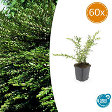Buitenplant 60x Lonicera pileata - Groenblijvende bodembedekker - Pot Ø 9cm Hoogte ↕ 10-25cm