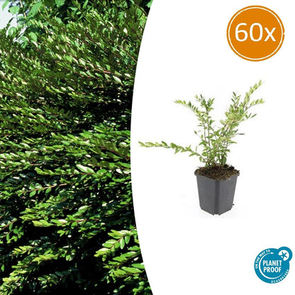 Buitenplant 60x Lonicera pileata - Groenblijvende bodembedekker - Pot Ø 9cm Hoogte ↕ 10-25cm