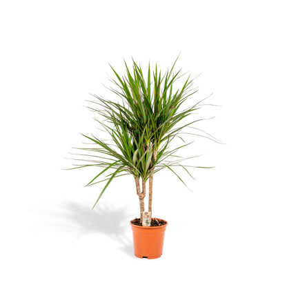 Kamerplant - Dracaena Marginata - Pot Ø 17cm Hoogte ↕ 90cm