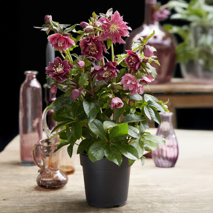 Buitenplant 2x Helleborus orientalis 'Double Ellen Red' - Groenblijvend - Pot Ø 14cm Hoogte ↕ 35cm