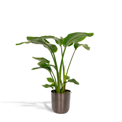 Kamerplant - Strelitzia Nicolai - Inclusief sierpot - Pot Ø 19cm Hoogte ↕ 90cm