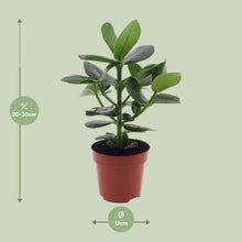 Kamerplant - Clusia Rosea Princess - Pot Ø 12cm Hoogte ↕ 15cm