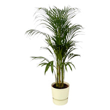 Kamerplant - Areca Palm - Pot Ø 21cm Hoogte ↕ 110cm