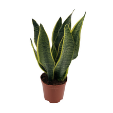 Kamerplant - Sansevieria Superba - Pot Ø 12cm Hoogte ↕ 40cm