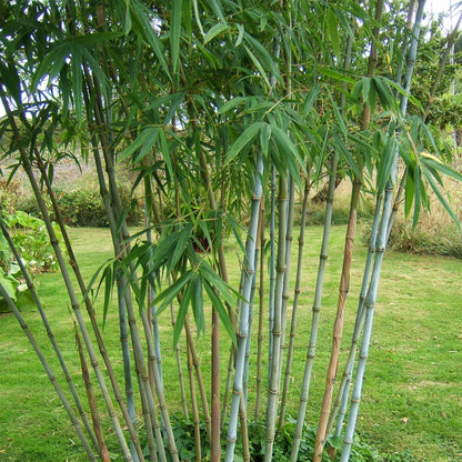 Buitenplant 2x Fargesia Blue Dragon - Bladhoudend - Niet Woekerend - Pot Ø 14cm Hoogte ↕ 35cm