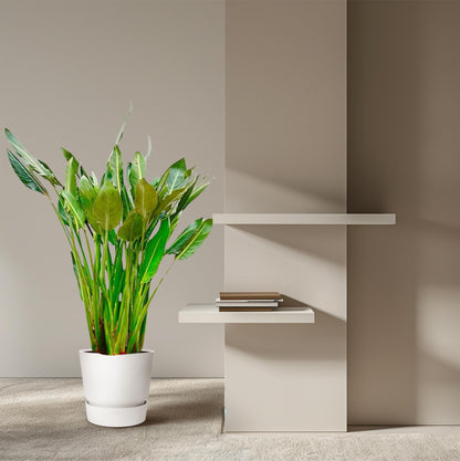 XL Kamerplant - Strelitzia Reginae - Pot Ø 30cm Hoogte ↕ 150cm