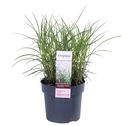 Buitenplant - Miscanthus sinensis Ferner Osten - Pot Ø 19cm Hoogte ↕ 50cm