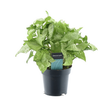 Kamerplant - Syngonium White Butterfly - Pot Ø 14cm Hoogte ↕ 35cm