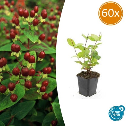 Buitenplant 60x Hypericum inodorum 'Beauty' - Bloeiend - Pot Ø 9cm Hoogte ↕ 10-25cm