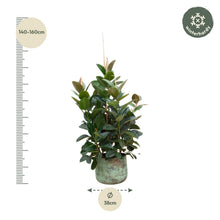 XL Kamerplant - Ficus Robusta vertakt - Pot Ø 38cm Hoogte ↕ 150cm