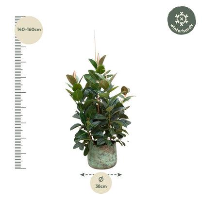 XL Kamerplant - Ficus Robusta vertakt - Pot Ø 38cm Hoogte ↕ 150cm
