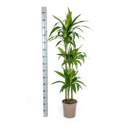XL Kamerplant - Dracaena Deremensis Lisa - Pot Ø 24cm Hoogte ↕ 130-150cm