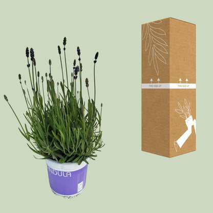 Buitenplant - Lavendel Lavandula Hidcote Blue - Pot Ø 12cm Hoogte ↕ 20cm