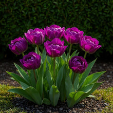 Bloembollen - Tulp Double Lilac - Paars - 50 stuks - Bolmaat 11/12