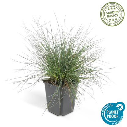Buitenplant 48x Festuca glauca 'Elijah Blue' - Pot Ø 9cm Hoogte ↕ 10-25cm