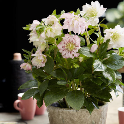Buitenplant - Helleborus orientalis 'Double Ellen Pink' - Bloeiend - Pot Ø 14cm Hoogte ↕ 35cm