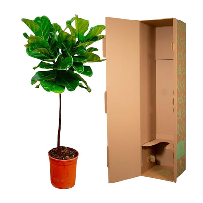 XL Kamerplant - Ficus Lyrata op stam - Pot Ø 24cm Hoogte ↕ 130cm