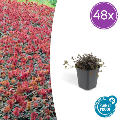 Buitenplant 48x Acaena microphylla 'Kupferteppich' - Bodembedekker - Pot Ø 9cm Hoogte ↕ 10-25cm