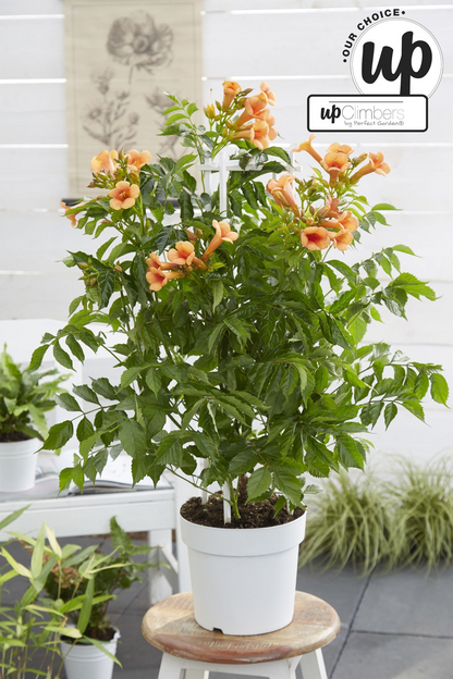 Buitenplant - Campsis Indian Summer - Bloeiend - Pot Ø 15cm Hoogte ↕ 65cm
