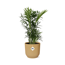 Kamerplant - Chamaedorea Elegans - Pot Ø 14cm