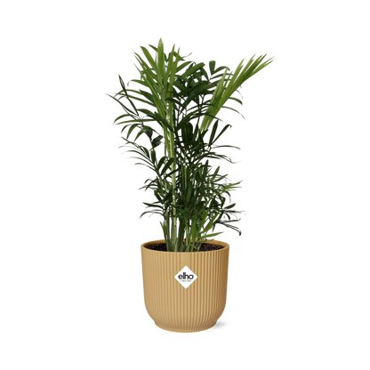 Kamerplant - Chamaedorea Elegans - Pot Ø 14cm