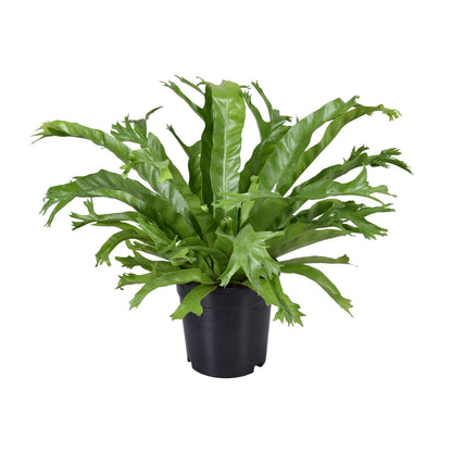 Kamerplant - Asplenium Nidus Crissie - Pot Ø 17cm Hoogte ↕ 40cm