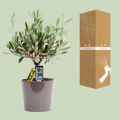 Kamerplant - Olea europaea (olijfboom) - Pot Ø 16cm Hoogte ↕ 35cm