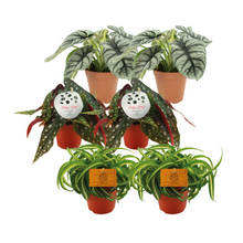Kamerplant 6x Plantenmix - Alocasia, Begonia & Chlorophytum - Pot Ø 12cm Hoogte ↕ 20-45cm