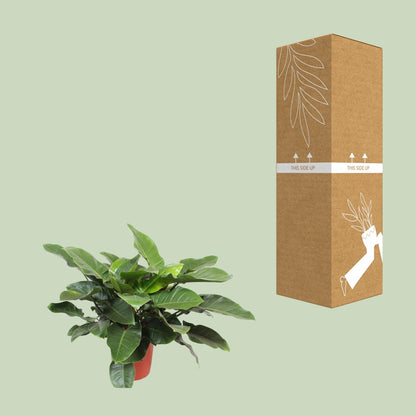 Kamerplant - Philodendron Imperial Green - Pot Ø 34cm Hoogte ↕ 90cm