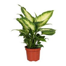 Kamerplant - Dieffenbachia Camilla - Pot Ø 12cm Hoogte ↕ 35cm