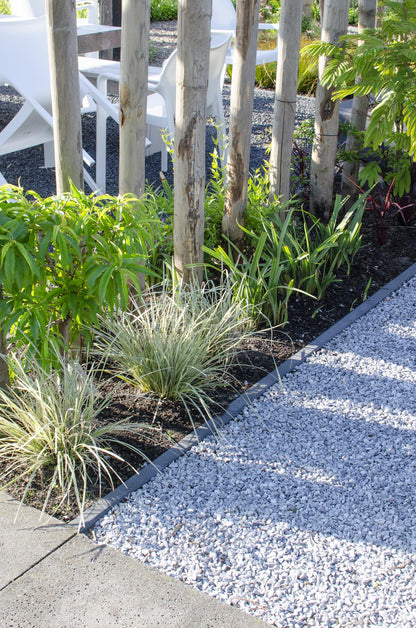 Buitenplant - Lomandra longifolia 'White Sands' - Winterhard - Pot Ø 19cm Hoogte ↕ 40cm