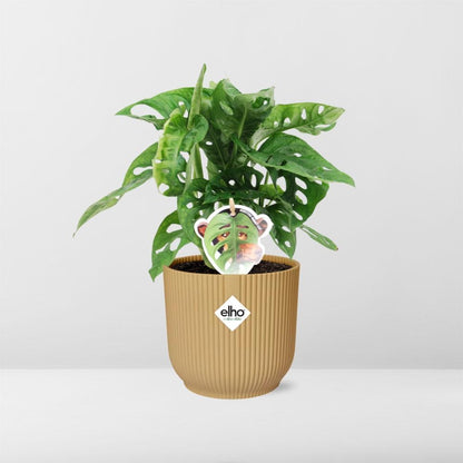 Kamerplant - Monstera 'Monkey Leaf' - Pot Ø 14cm