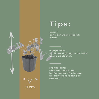 Buitenplant 48x Epimedium y. 'Niveum' - Pot Ø 9cm Hoogte ↕ 10-25cm
