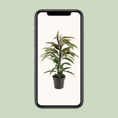 Kamerplant - Ficus Binnendijkii Amstel King - Pot Ø 17cm Hoogte ↕ 70cm